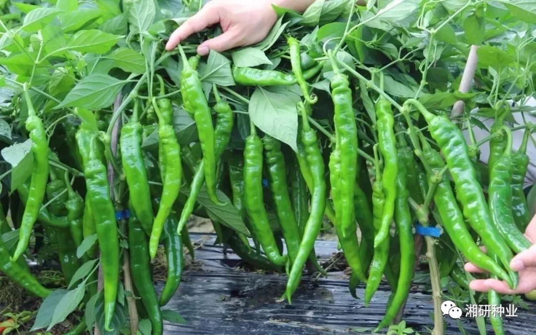 “三亿体育”河北保定中密度纤维板首次进入非洲市场(图2) 三亿体育手机版