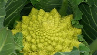 非洲黄花梨“钱途”一片向好“三亿体育”(图3) 三亿体育