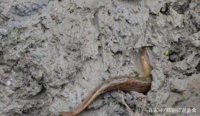 非洲黄花梨“钱途”一片向好“三亿体育”