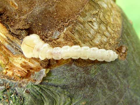 黄花鱼零售多少钱一斤？我国黄花鱼产地在哪