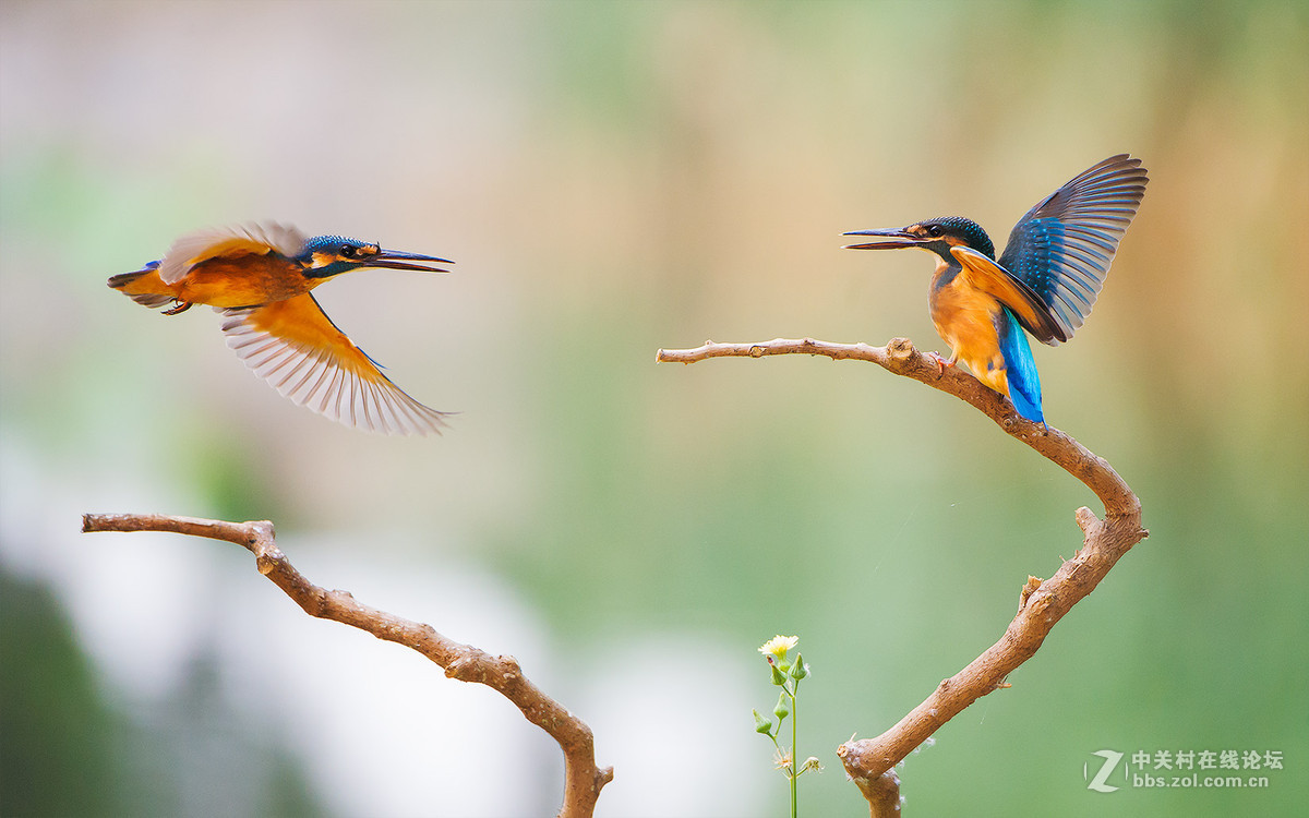 2017年10月13日全国土豆价格行情“三亿体育”(图2) 三亿体育