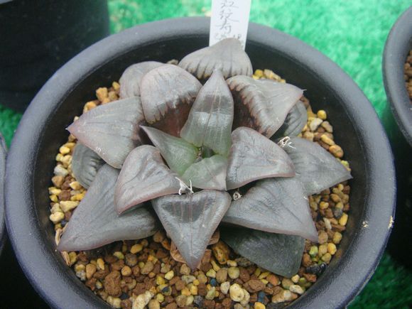 英国女子在西班牙玩蹦极 疑因绳索放太长撞